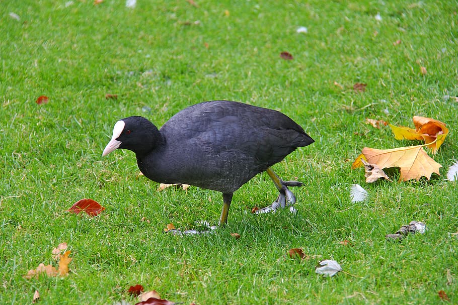 coot, bird, black, white beak, grass, nature, outdoors, wildlife HD wallpaper