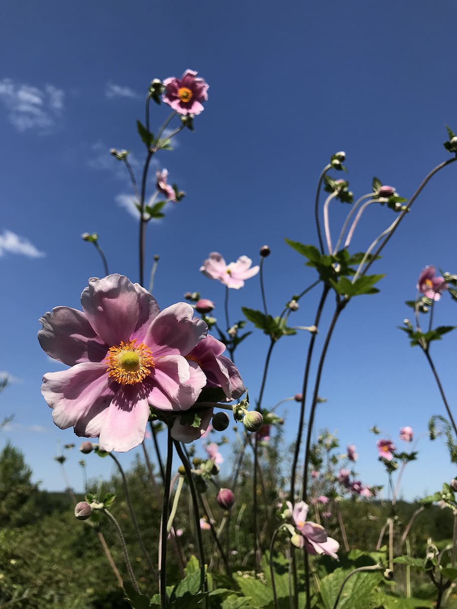 flower, flowering plant, freshness, fragility, vulnerability HD wallpaper