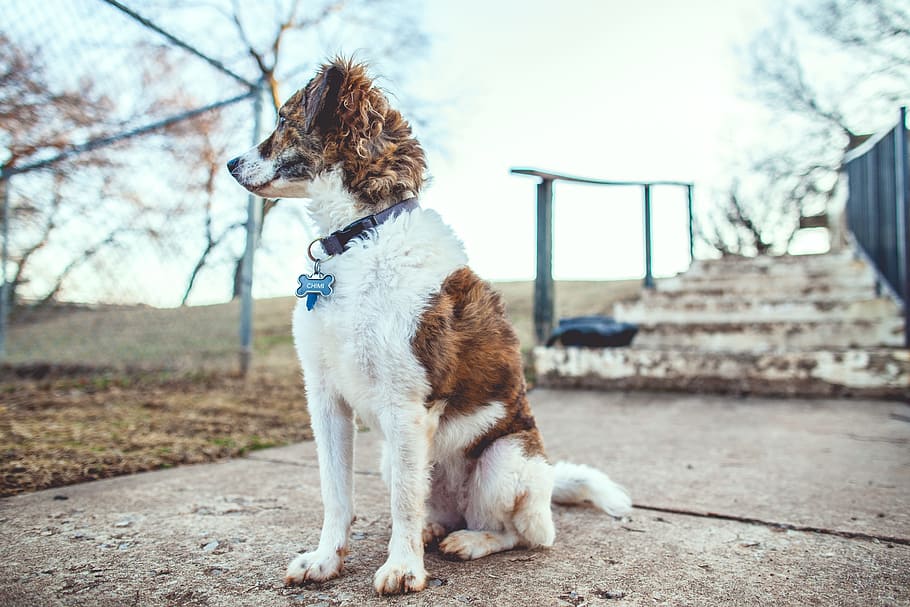 small short-coated white and brown dog, steps, fur, collar, outdoors HD wallpaper