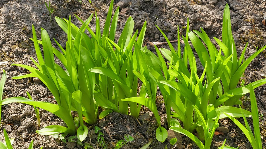 green, spring, garden, nature, plant, flora, foliage, season HD wallpaper