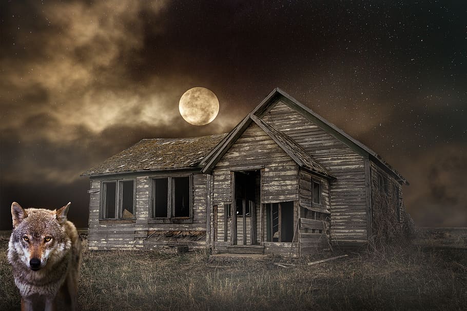 night, moon, sky, wolf, cabin, landscape, mysterious, animal themes HD wallpaper
