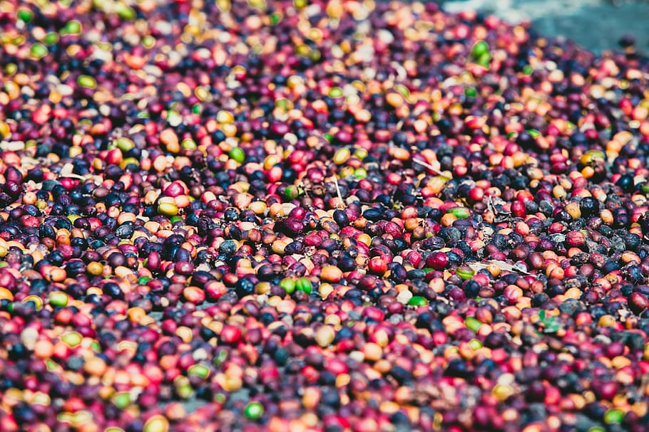 coffee, grains, caffeine, drink, fragrance, foodstuffs, aroma HD wallpaper