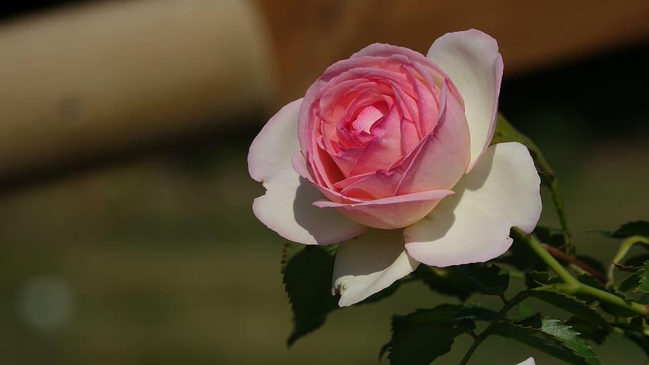 pink, summer, field, ronsard, flowering, flowering plant, petal HD wallpaper