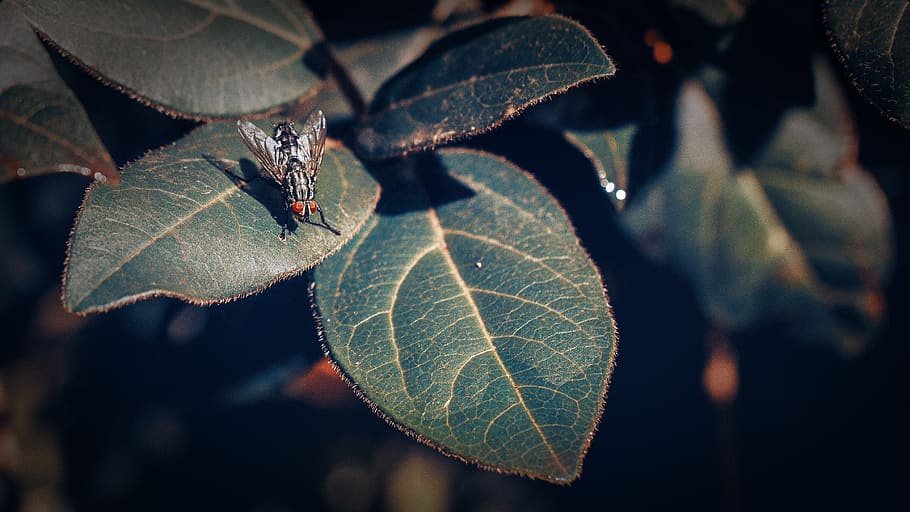 fly, insect, insects, nature, magnification, green, leaf, plant part HD wallpaper