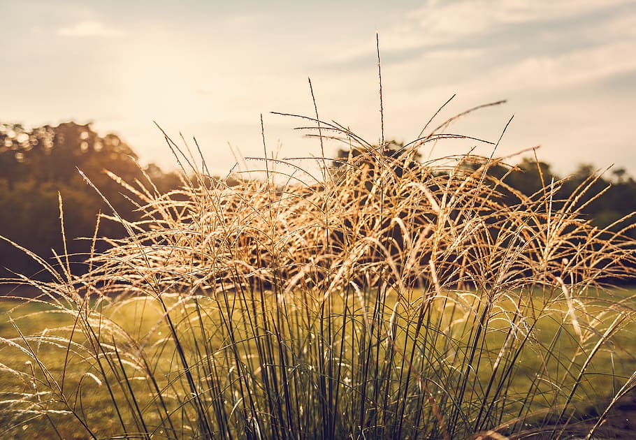 grass, summer, sunshine, garden, trees, plant, growth, nature HD wallpaper