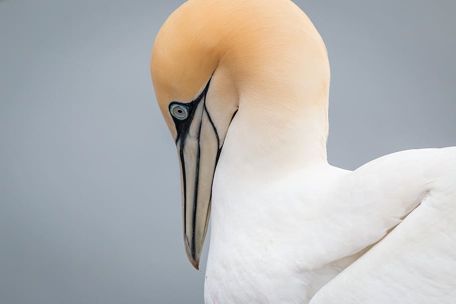 northern gannet, boobies, morus bassanus, pelecaniformes, bird, HD wallpaper