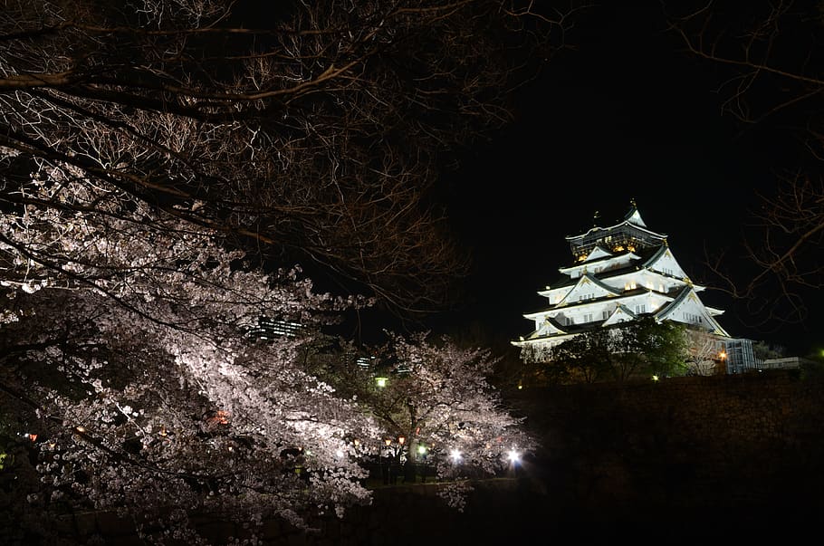 japan, ōsaka-shi, osaka castle, osaka catle, tree, plant, night