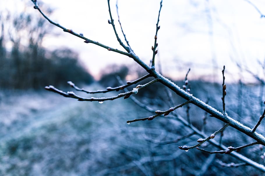bare tree, plant, close-up, nature, focus on foreground, branch HD wallpaper