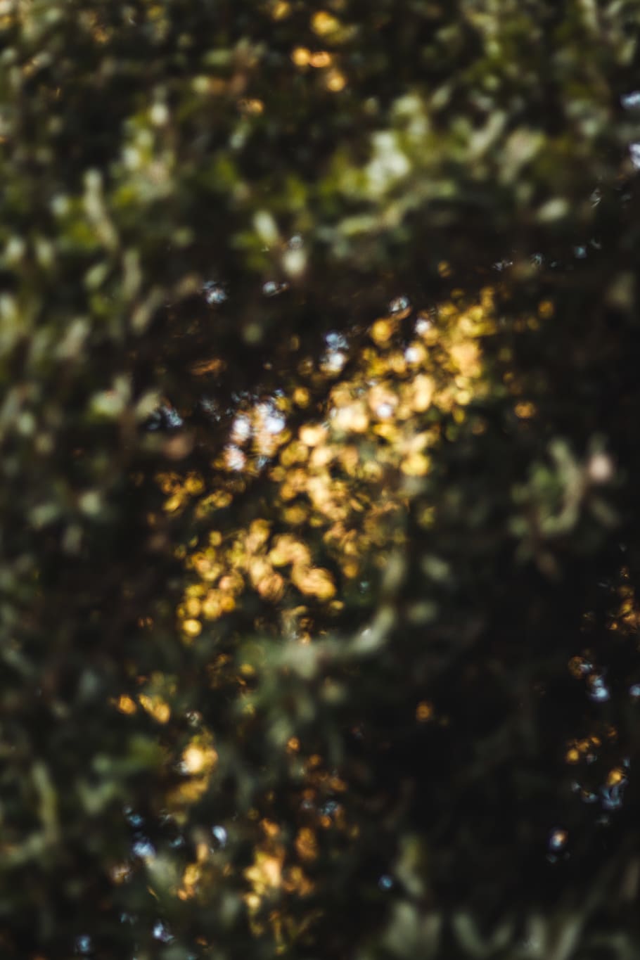 blur, background, green, leaves, tress, brownian, bokeh, tree HD wallpaper