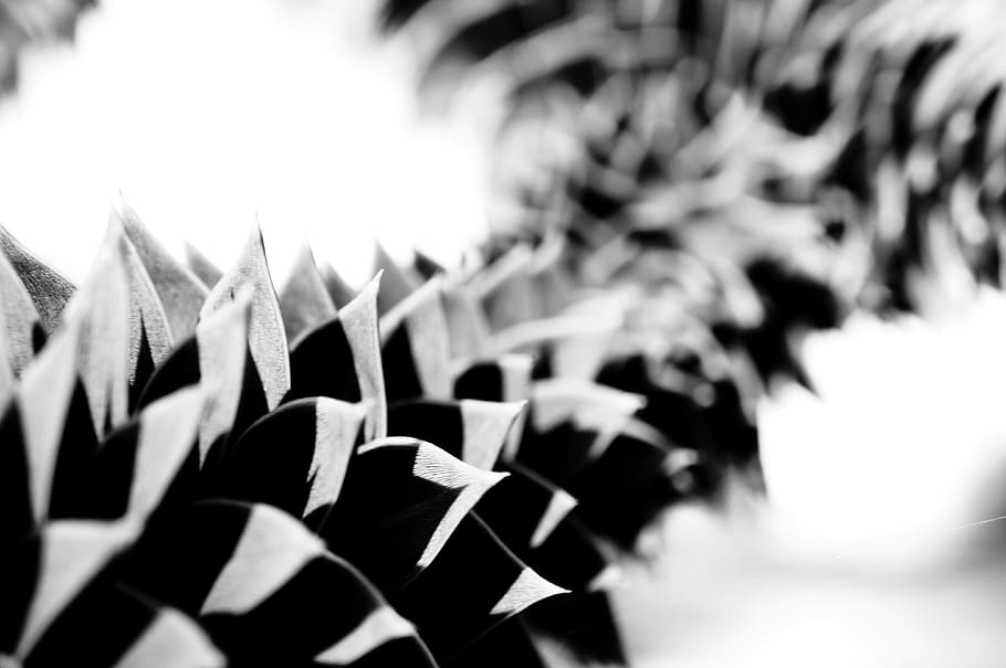 france, paris, selective focus, no people, in a row, abundance HD wallpaper