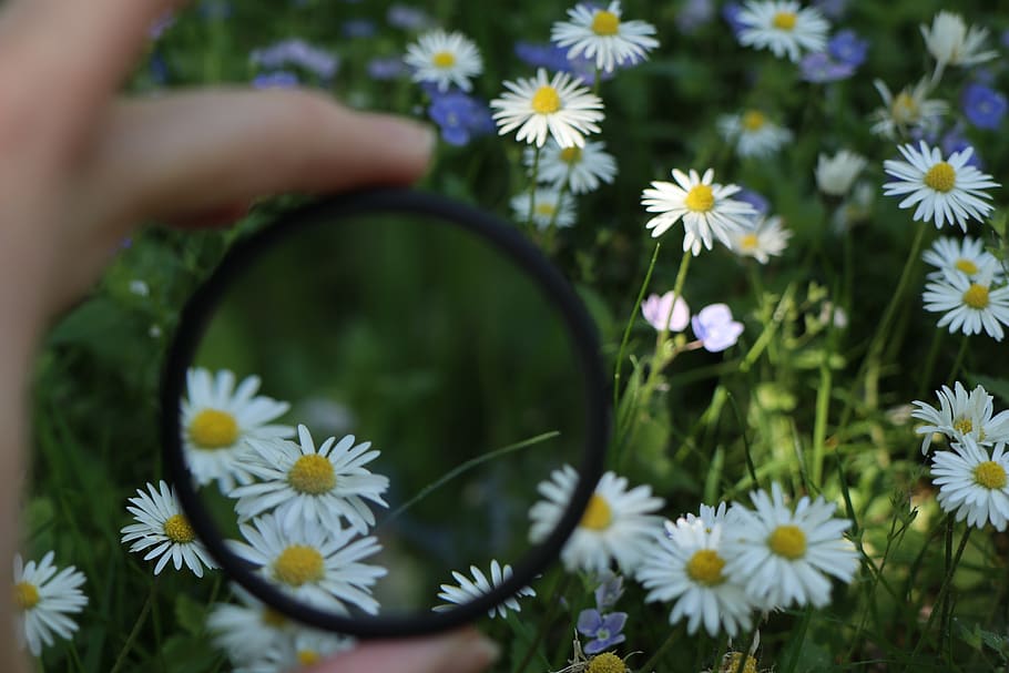 white petaled flowers, daisies, plant, daisy, blossom, aster HD wallpaper