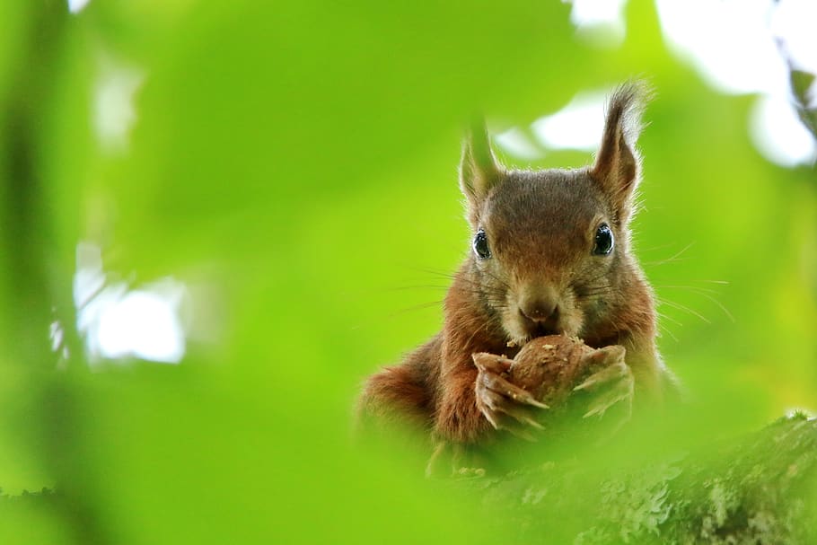 squirrel, eat, walnut, tree, green, animal themes, mammal, animal wildlife HD wallpaper