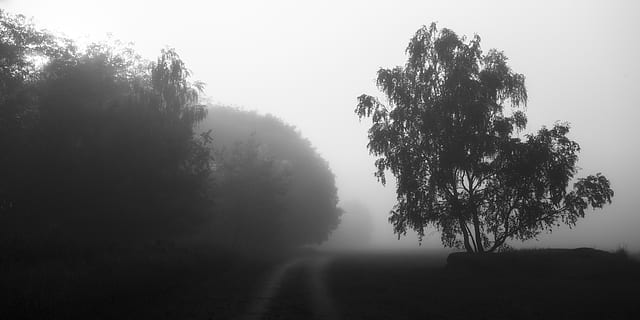 tree in grayscale photo, plant, flora, germany, buch, berlin HD wallpaper