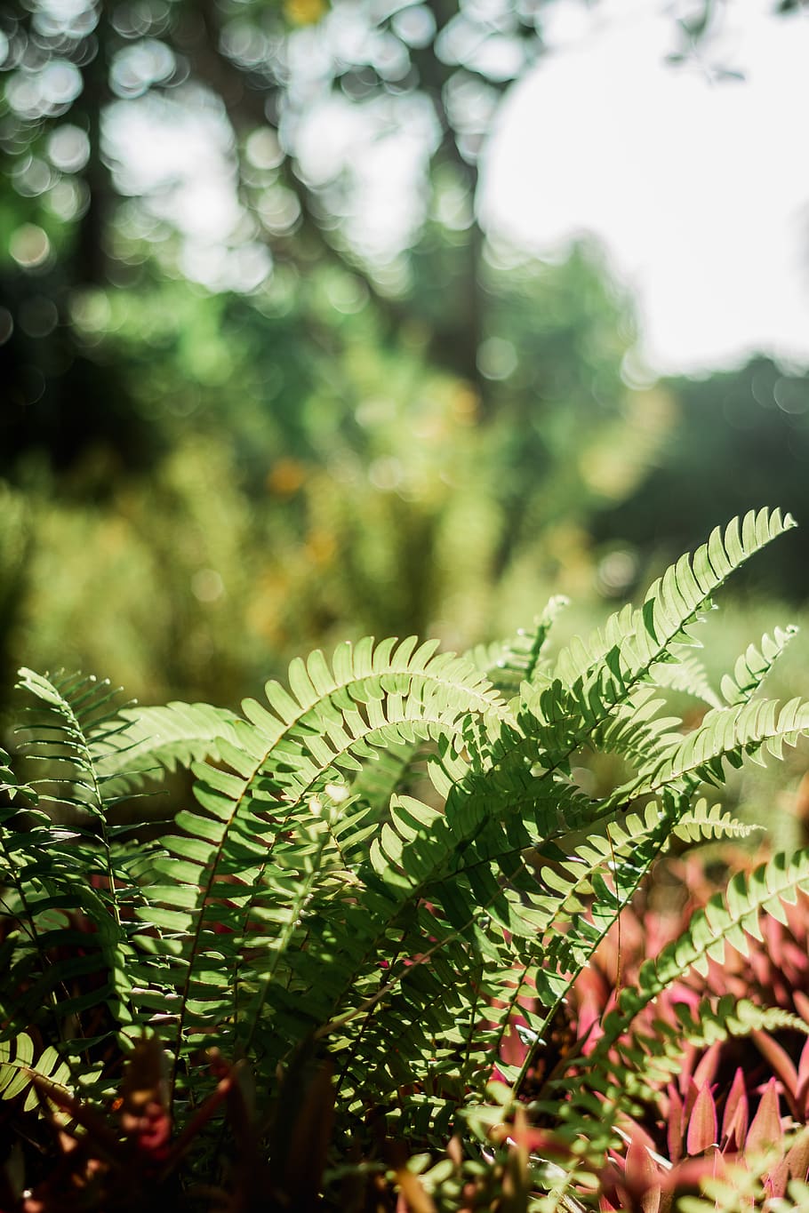 green-leafed plant, fern, vegetation, tree, blossom, flower, mimosa HD wallpaper