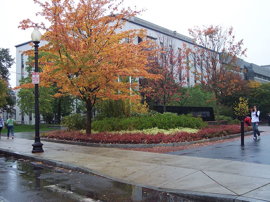 building, autumn, fall, foliage, tree, university, northeastern