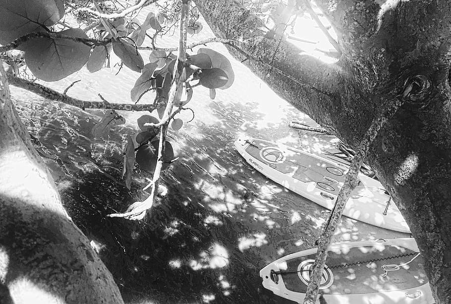 united states, stuart, tree, plant, low angle view, branch HD wallpaper