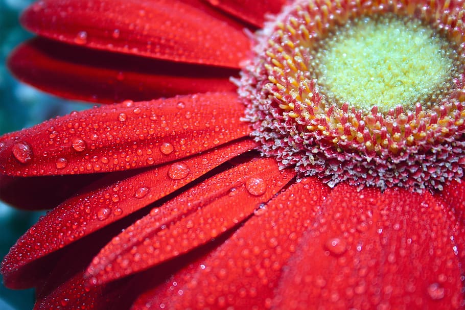 red, flower, gerbera, bright, macro, large, rosa, color, petals HD wallpaper