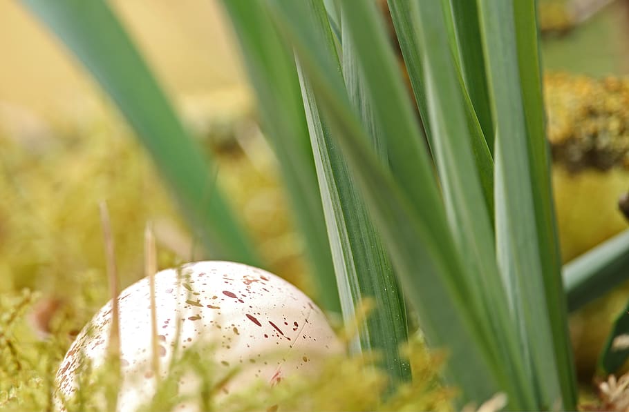 easter egg, easter nest, easter decoration, easter theme, spring HD wallpaper