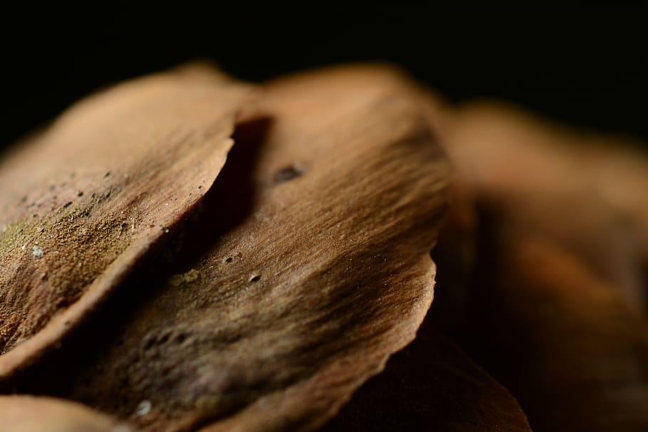 Selective-focus Photography of Brown Surface, blur, close-up HD wallpaper