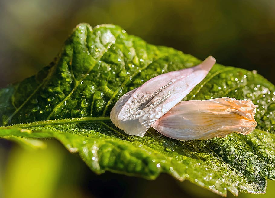 leaf, petal, flower, leave, macro, green, fresh, nature, plant HD wallpaper