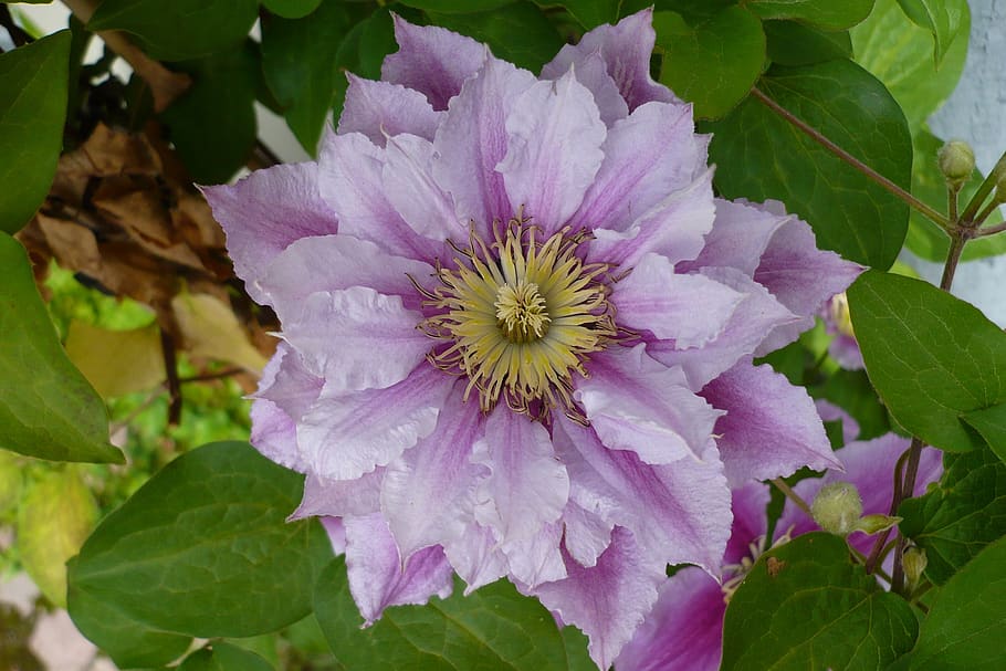 flower, close up, macro, summer, blossom, bloom, nature, flowering plant HD wallpaper