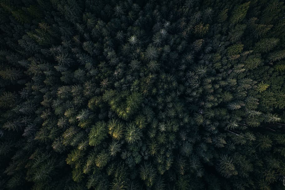 green, leaf, trees, plants, nature, outdoor, aerial, view, forest HD wallpaper