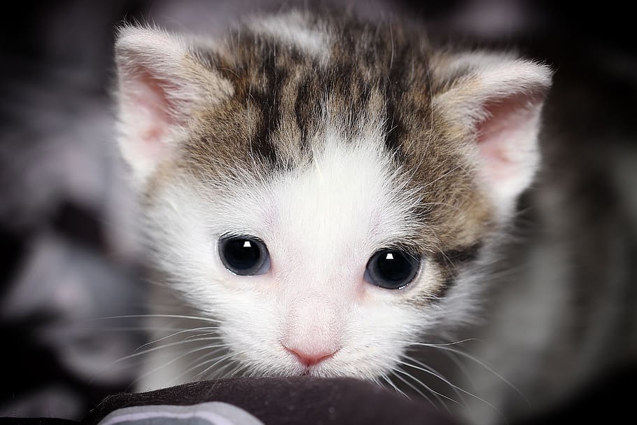 cat, small, young, face, close up, macro, kitten, cute, pet HD wallpaper