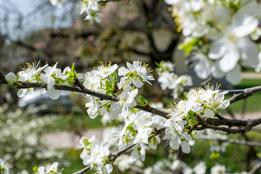 white, flower, tree, plant, blur, nature, flowering plant, fragility HD wallpaper