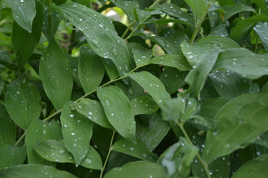 greens, drops, foliage, rosa, wet, nature, sheet, rain, plants HD wallpaper