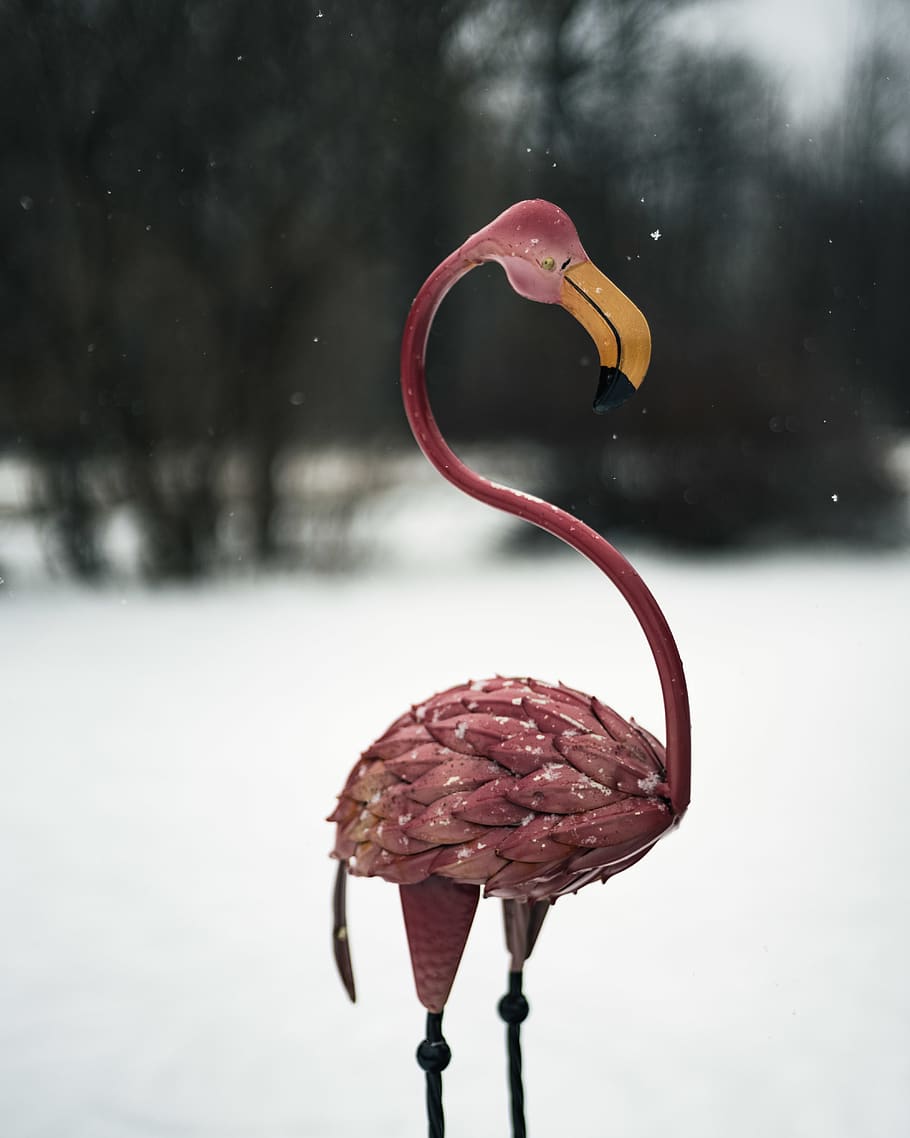 Pink Flamingo Figurine in Snowy Area, animal, blur, close-up HD wallpaper