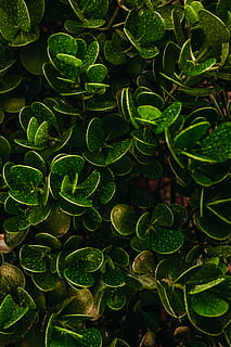 green plants, leaf, moss, water, vegetação, drops, rain, chuva HD wallpaper