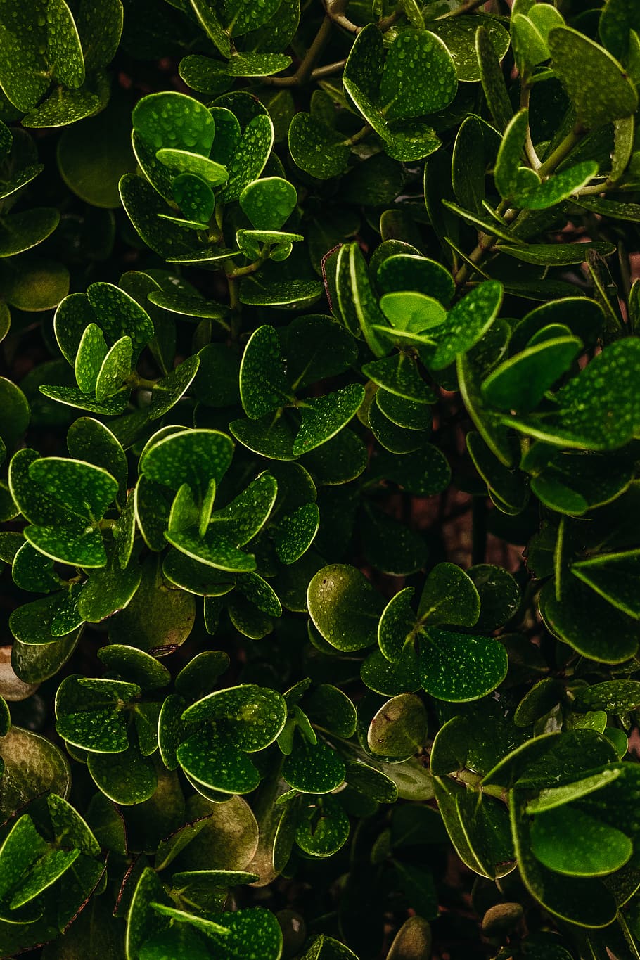 green plants, leaf, moss, water, vegetação, drops, rain, chuva HD wallpaper