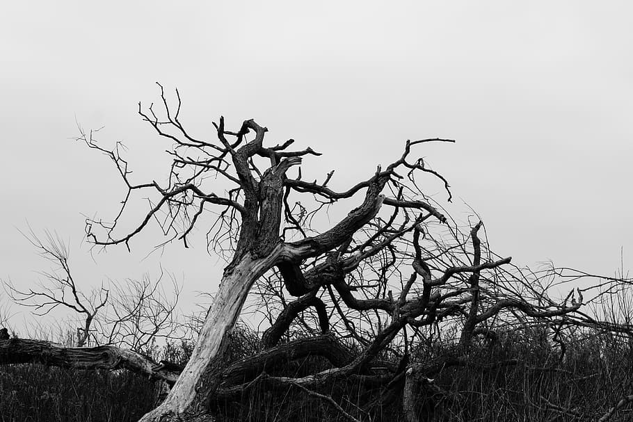 plant, tree, tree trunk, wood, nature, animal, bird, outdoors HD wallpaper