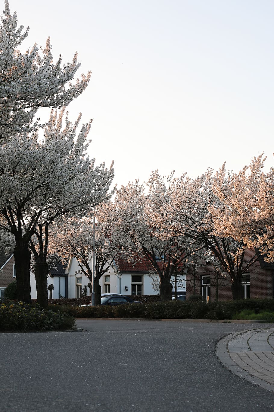 trees near house, plant, blossom, flower, cherry blossom, tarmac HD wallpaper