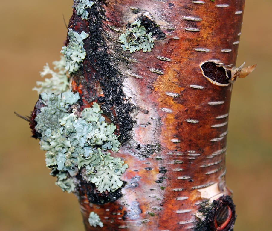 tree, nature, forest, wood, trees, tree trunk, close-up, focus on foreground HD wallpaper