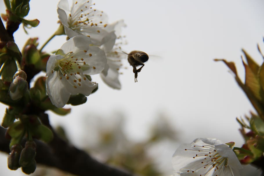 bee, cherry, flower, nature, insects, pollination, garden, petals HD wallpaper