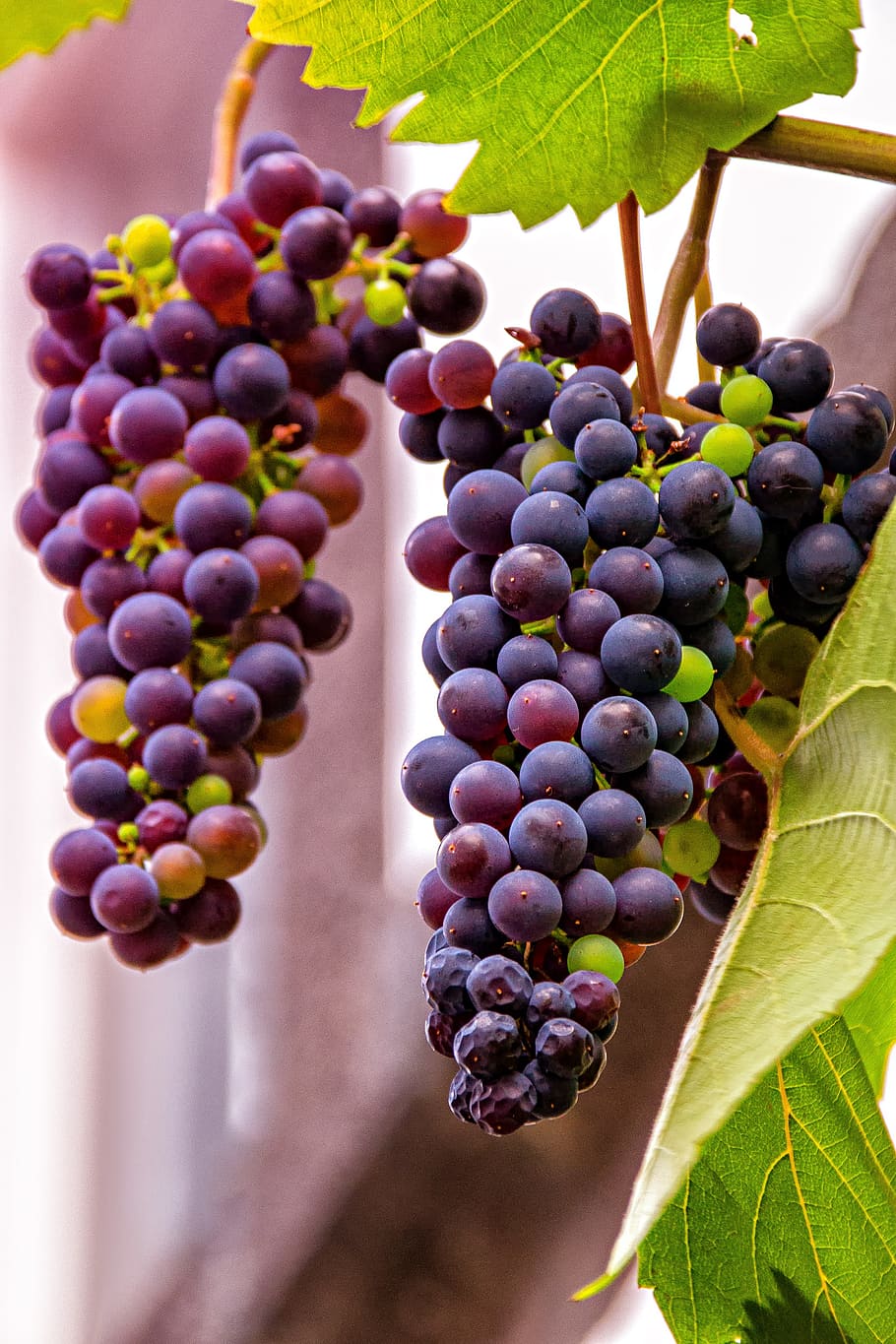 grapes, red, fruit, nature, wine, winegrowing, vine, healthy HD wallpaper