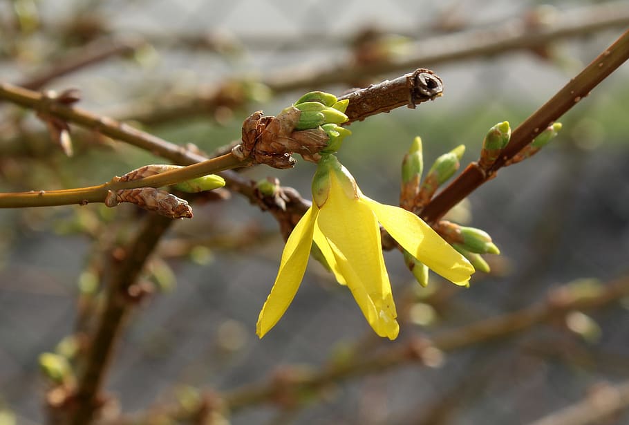 forsycje, bush, hedge, spring, nature, plant, blooming, march HD wallpaper