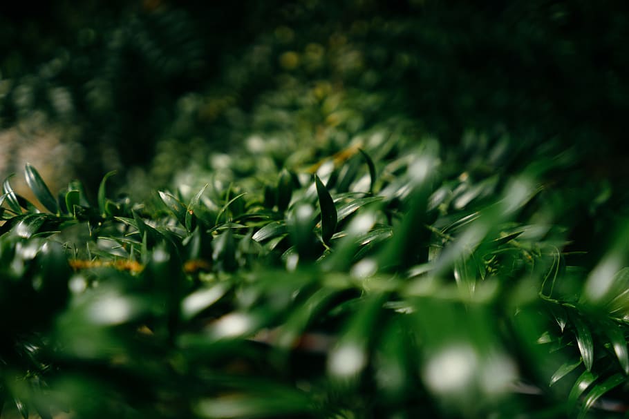 darkgreen, leaves, forest, plant, selective focus, growth, nature HD wallpaper