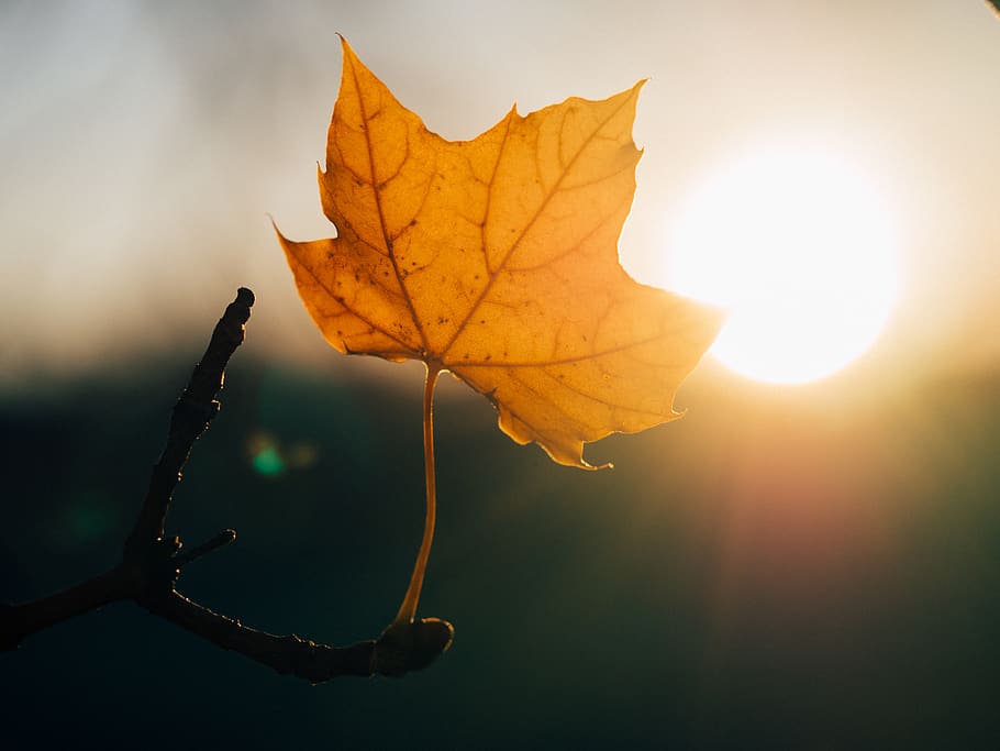 A yellow leaf blocking a sunset., plant part, autumn, nature HD wallpaper