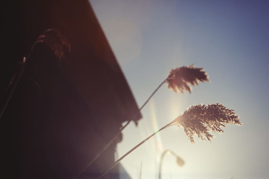plants, nature, crops, weed, sky, tree, one person, sunlight HD wallpaper