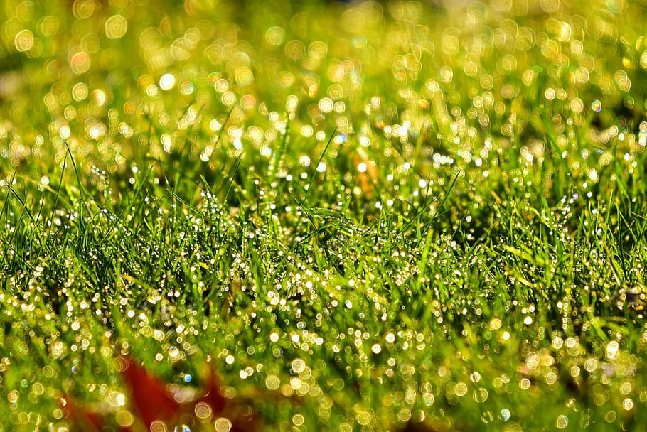 grass, morning dew, dewdrop, moist, meadow, bokeh, beaded, glittering HD wallpaper