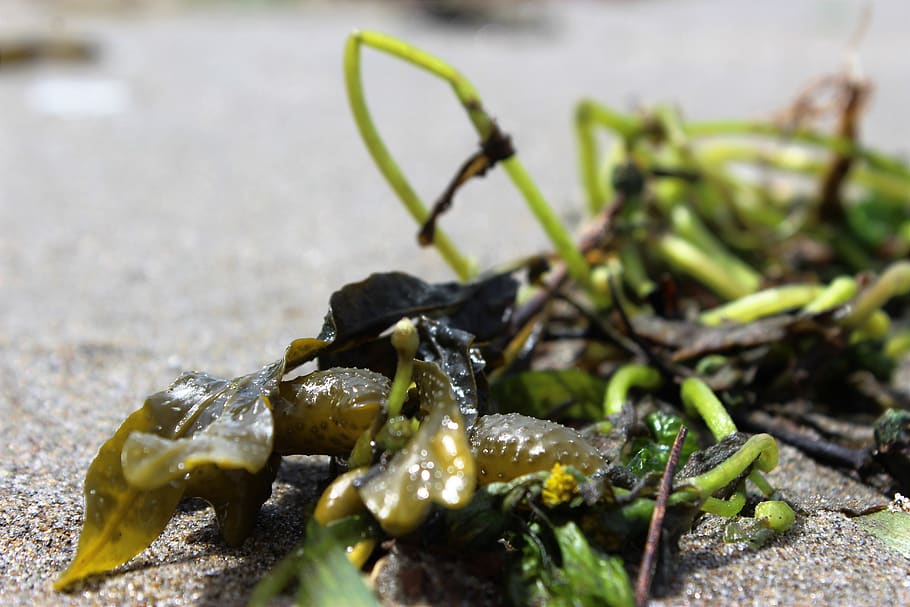 seaweed, ocean beach, close-up, no people, nature, day, food HD wallpaper