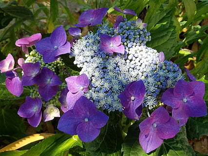 雨, 夏, 公園, 紫陽花, flowering plant, beauty in nature HD wallpaper