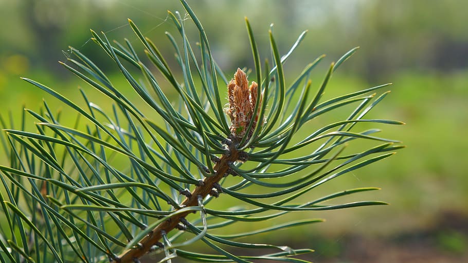 nature, plants, tree, branch, green, needles, iglak, pine, spring HD wallpaper