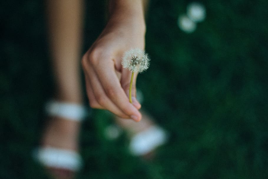 human body part, human hand, one person, plant, focus on foreground HD wallpaper
