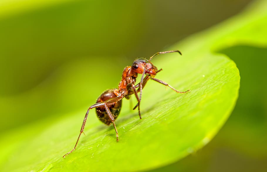 Бабочка муравей паук. Муравей Беспозвоночный. Летучие муравьи. Летающие муравьи. Красный летающий муравей.