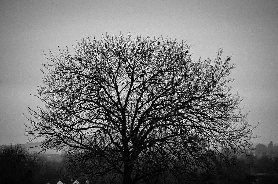 tree, birds, sitting, black, white, plant, sky, bare tree, branch HD wallpaper