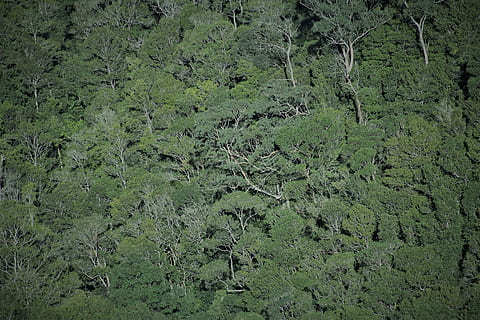 australia, blue mountains, tree, trees, forest, julians_photos HD wallpaper