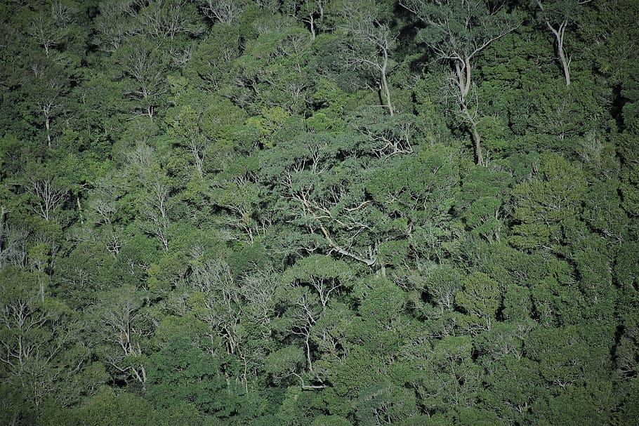 australia, blue mountains, tree, trees, forest, julians_photos HD wallpaper